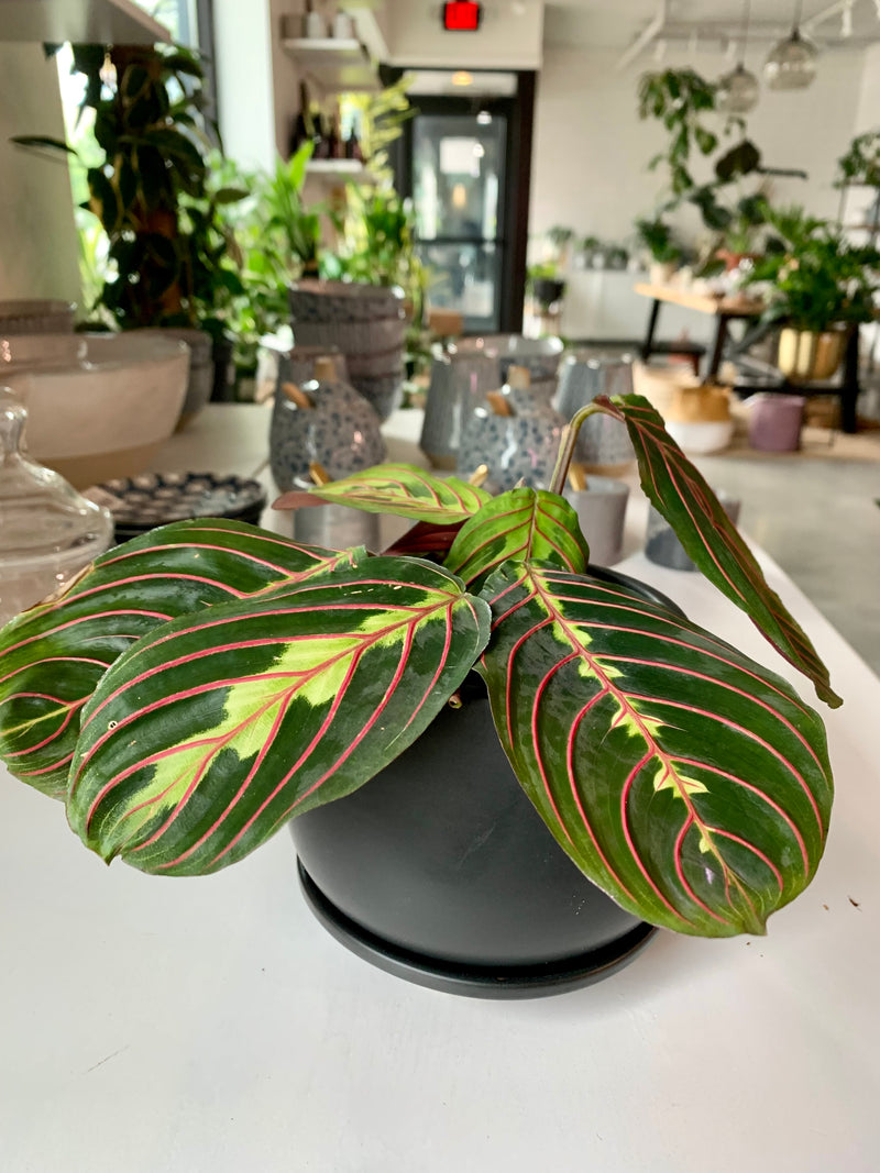 Maranta Red -Prayer Plant