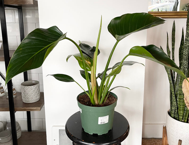 Philodendron Congo Green