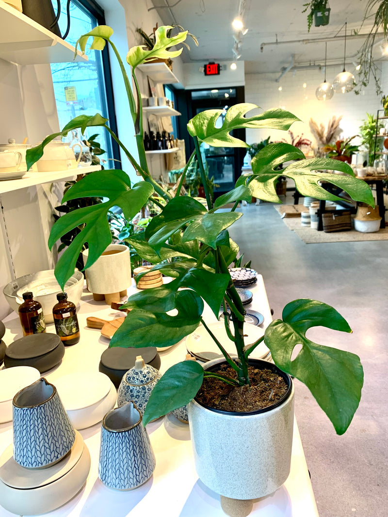 Rhapidophora Tetrasperma (Mini Monstera)