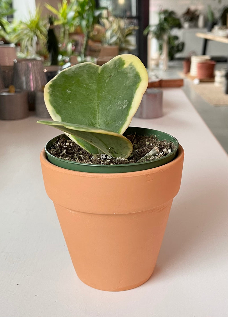 Hoya Kerri | Varigated