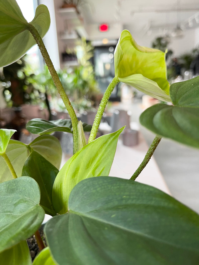 Philodendron sp."Fuzzy Petiole"