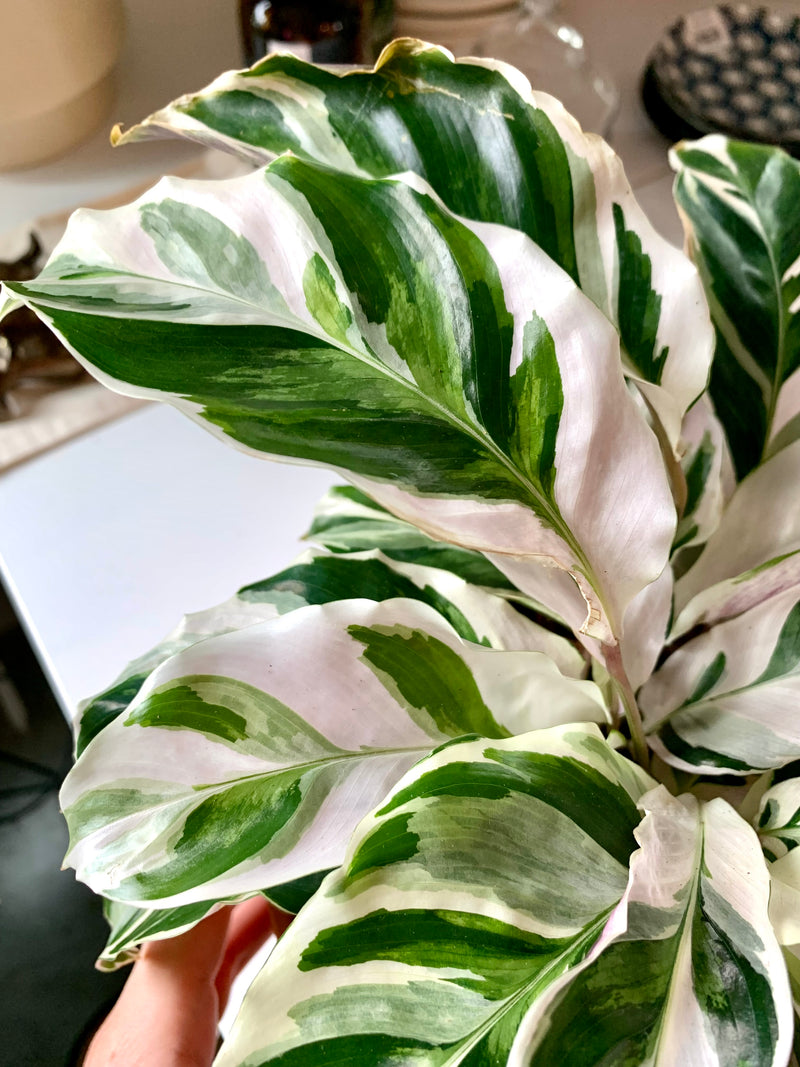 Calathea White Fusion