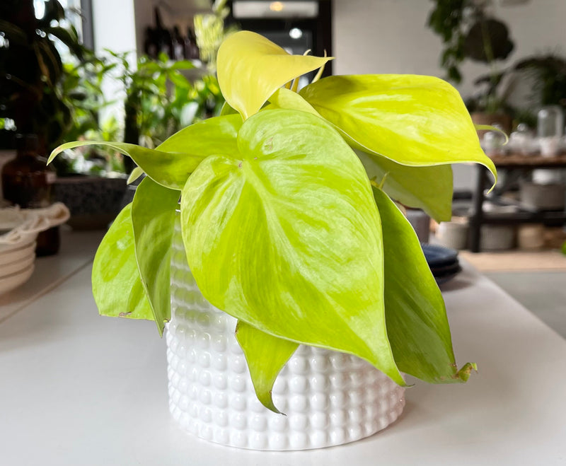 Philodendron Cordatum Lemon