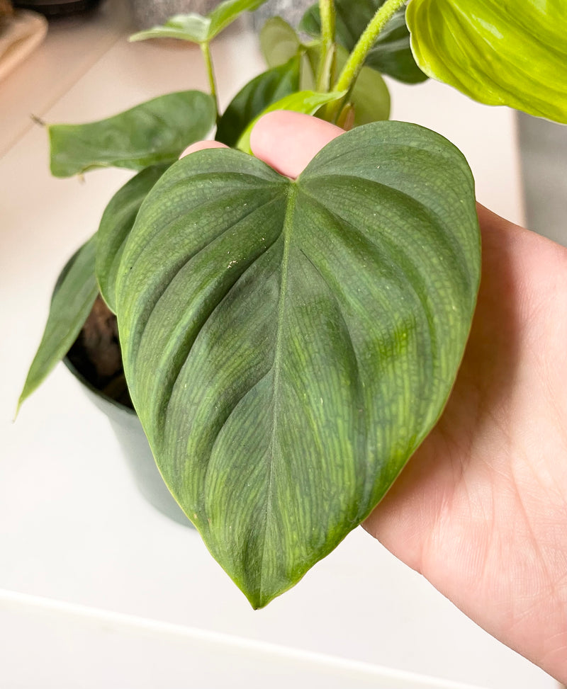 Philodendron sp."Fuzzy Petiole"