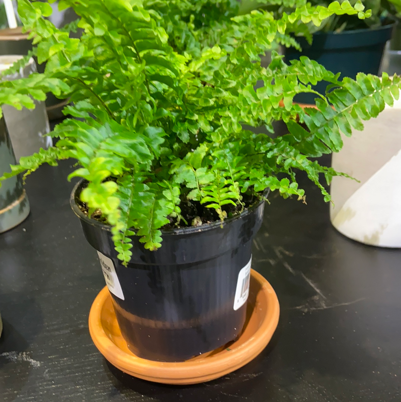 Boston Fern