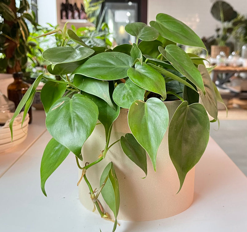 Philodendron Cordatum Green