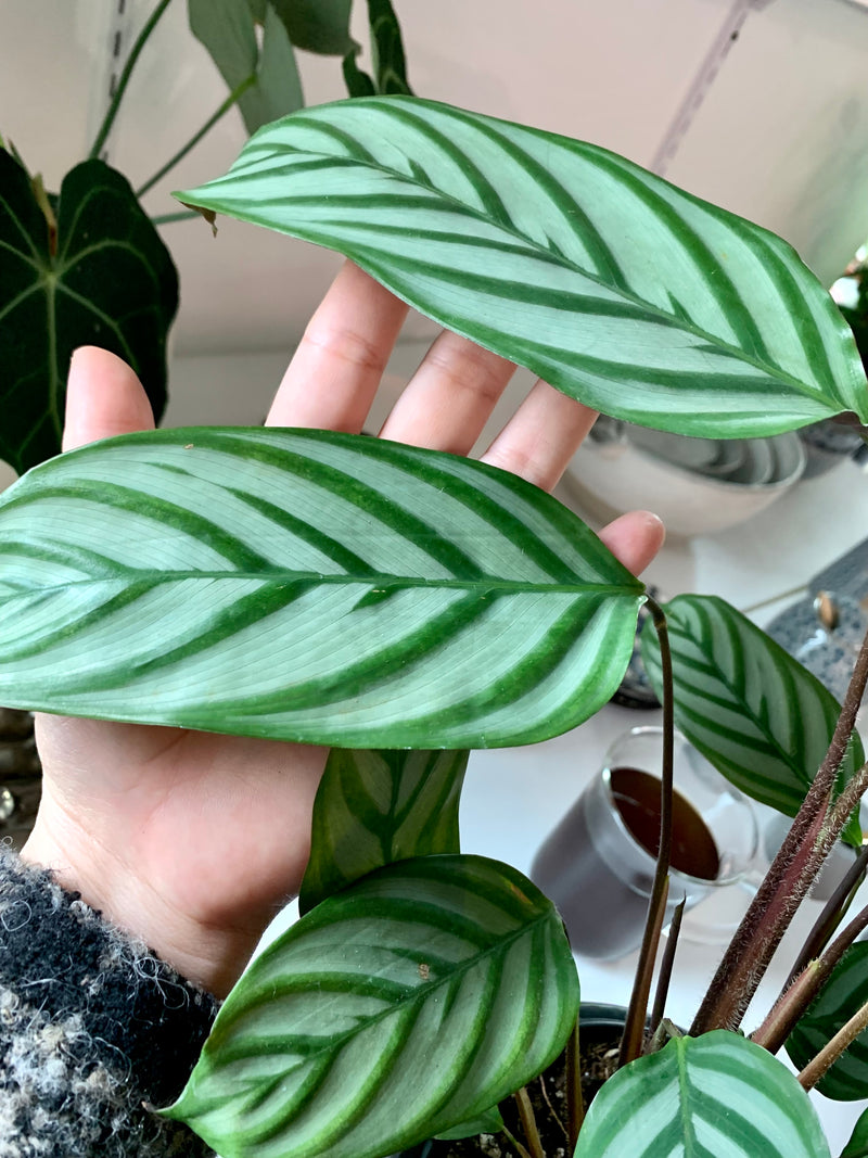 Ctenanthe | Lubbersiana