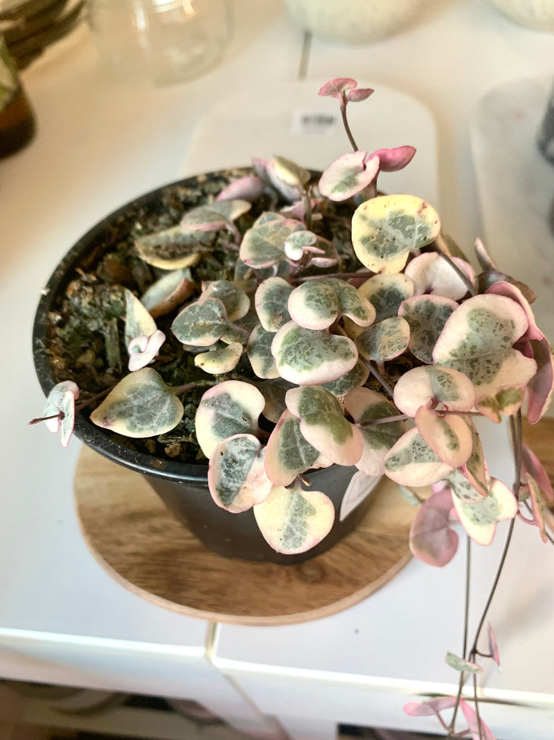 STRING variegated of hearts