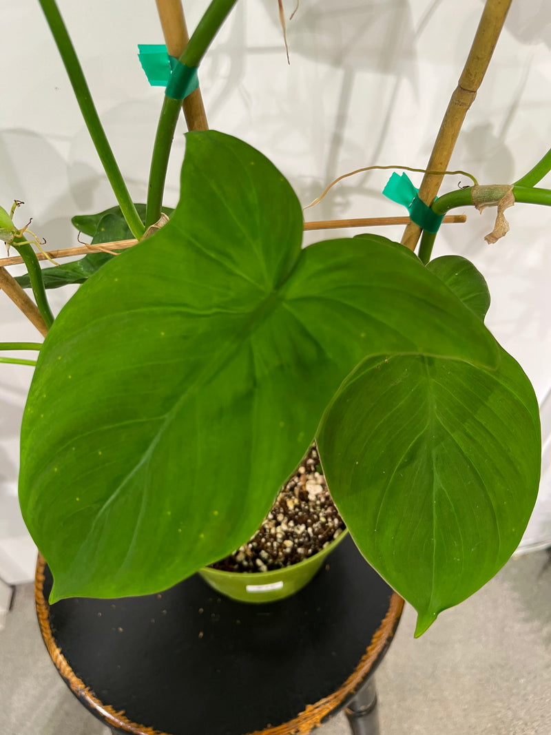 Philodendron | Camposportoanum