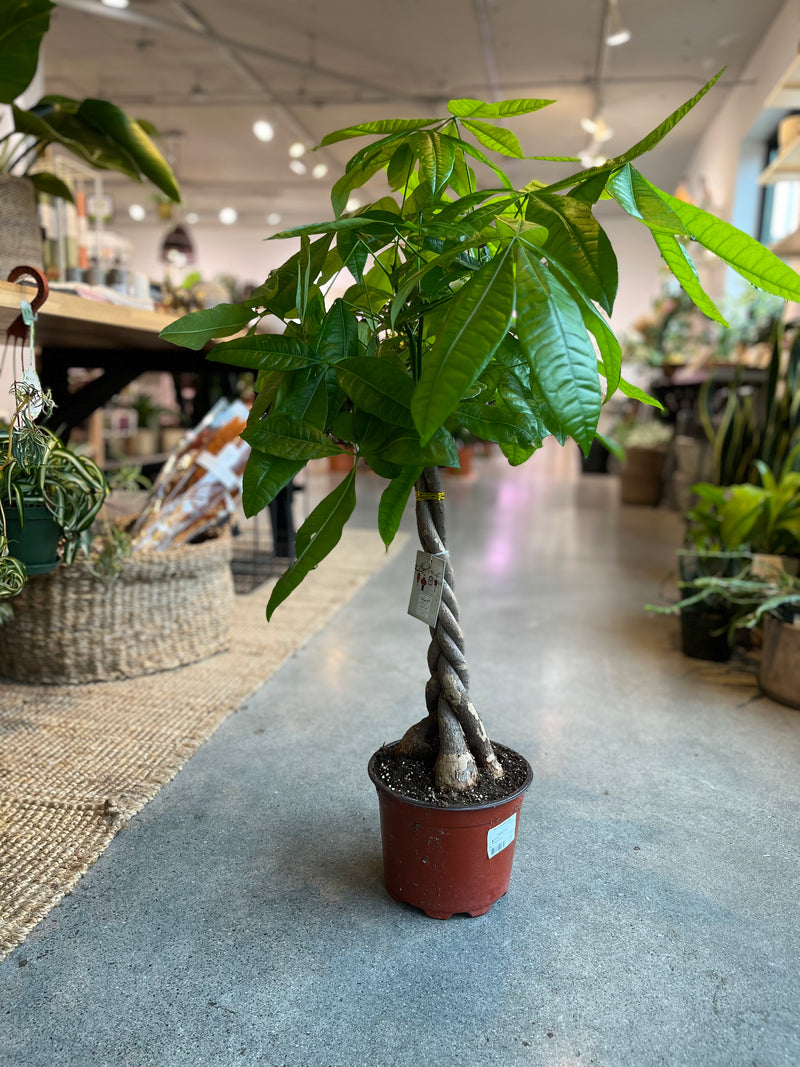 money tree seattle Money Tree – Forget Me Not- Plants&Decor
