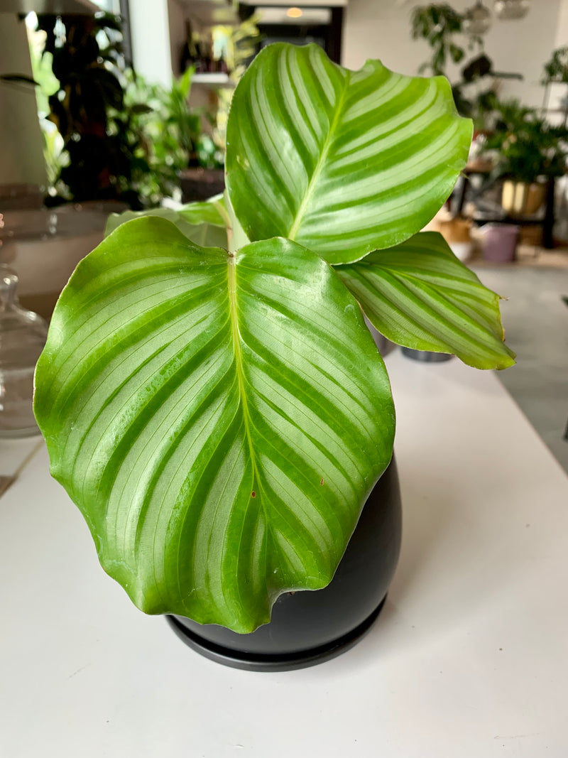 Calathea Orbifolia