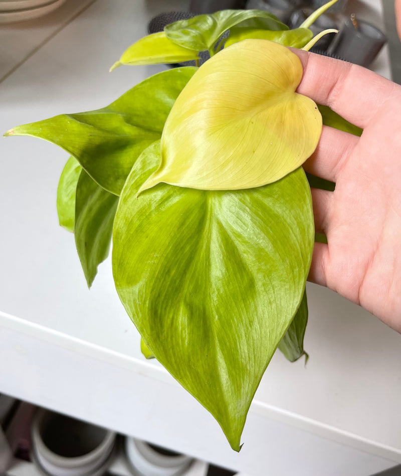 Philodendron Cordatum Lemon