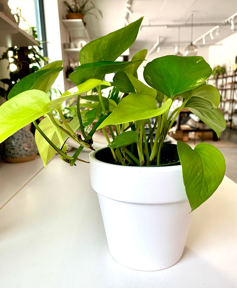 Pothos Neon