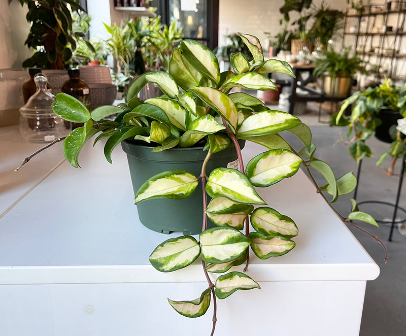 Hoya | Carnosa Tricolor “Krimson Princess”