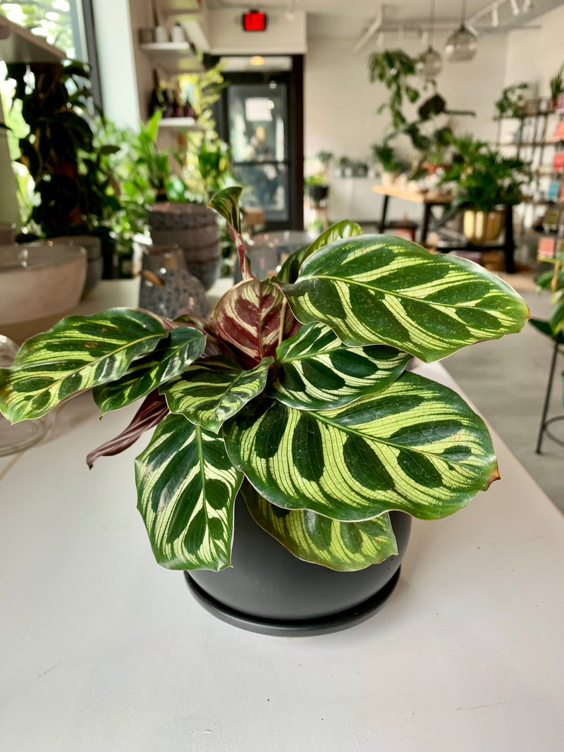 Calathea Makoyana