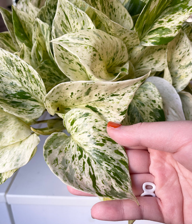 Pothos Snow Queen