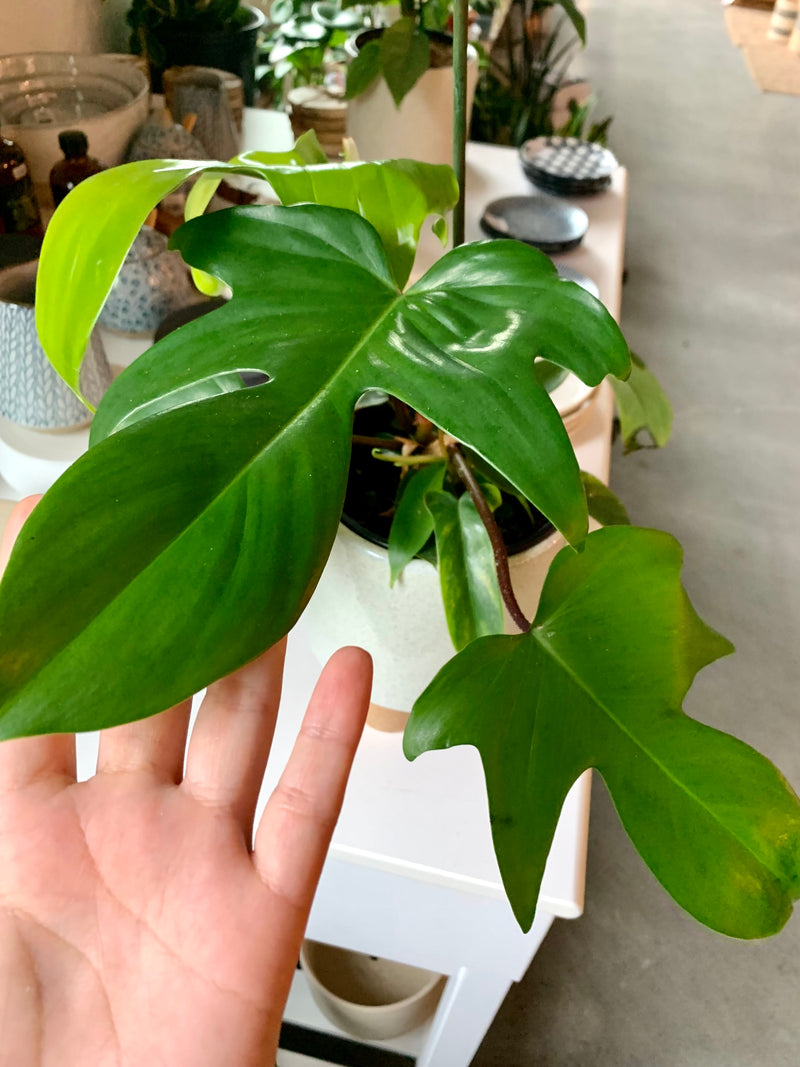 Philodendron Florida Beauty Green