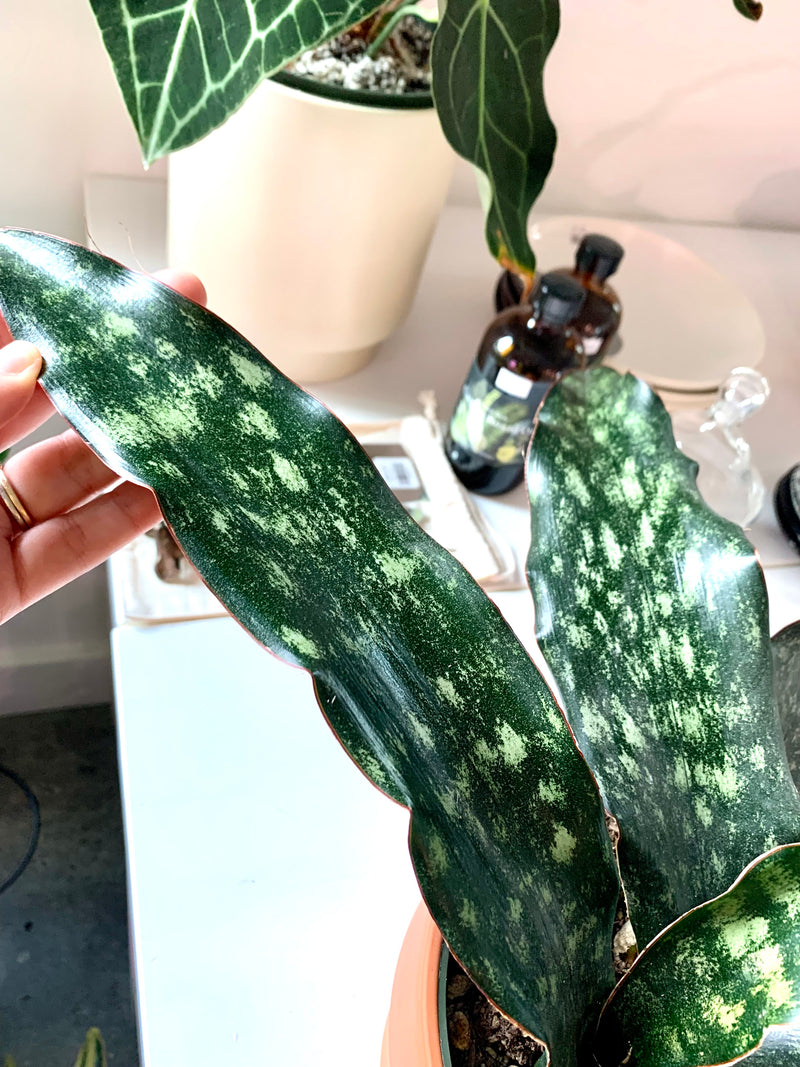 Sansevieria Kirki