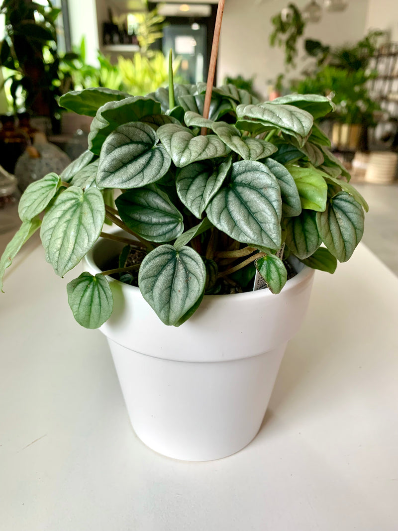 Peperomia Frost