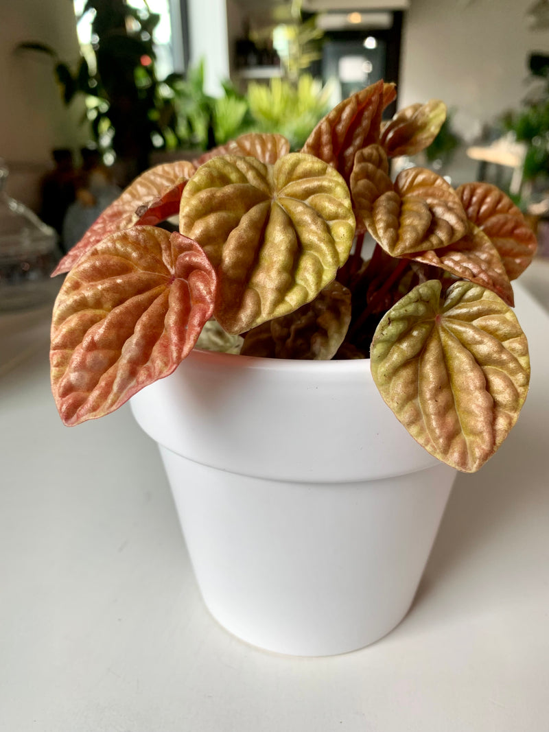 Peperomia Quito