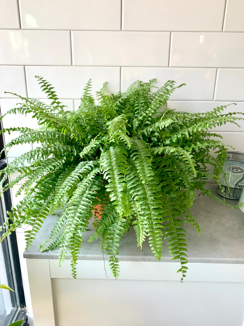 Boston Fern