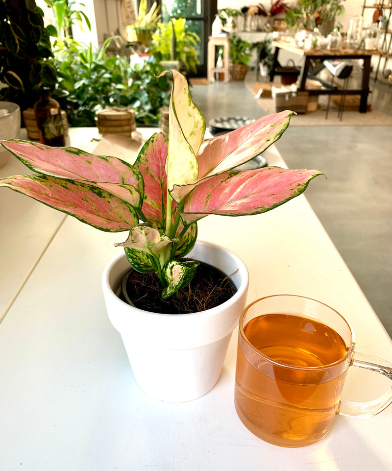 Aglaonema Cherry