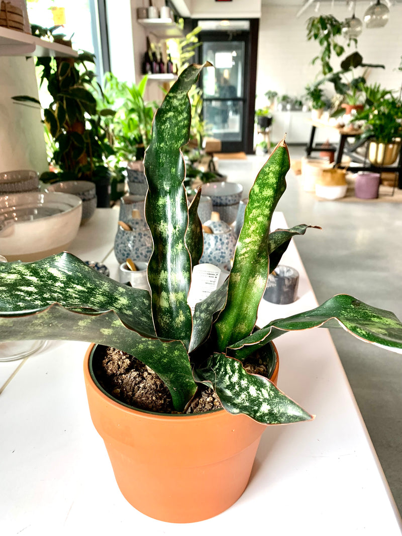 Sansevieria Kirki