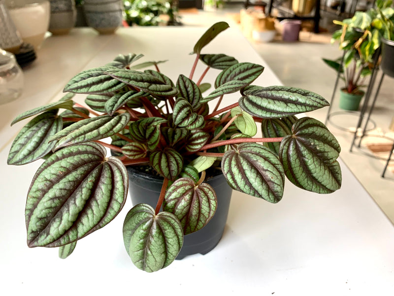 Peperomia Peacock