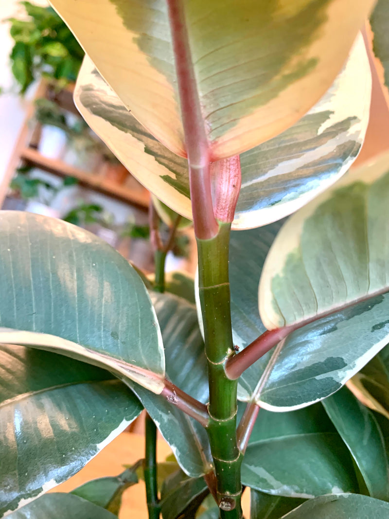 Ficus Elastica Tineke