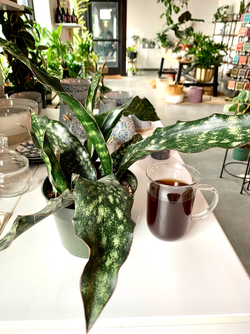 Sansevieria Kirki