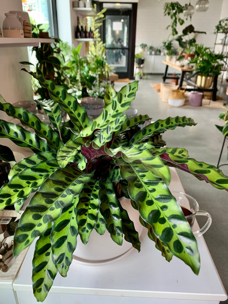 Calathea Lancifolia (Rattlesnake)