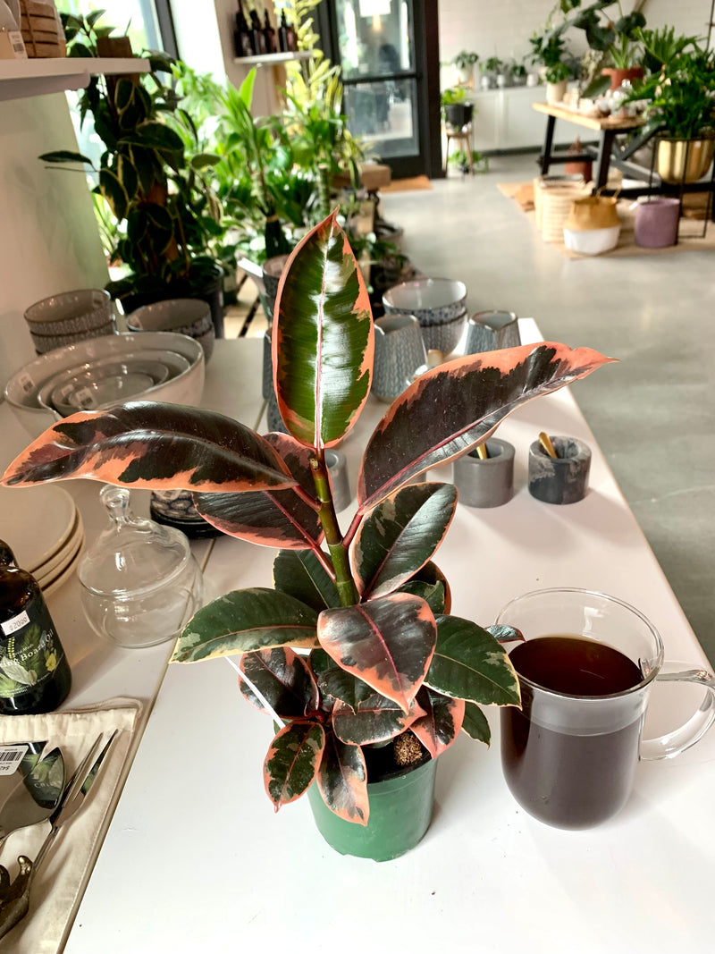 Ficus  Elastica Ruby