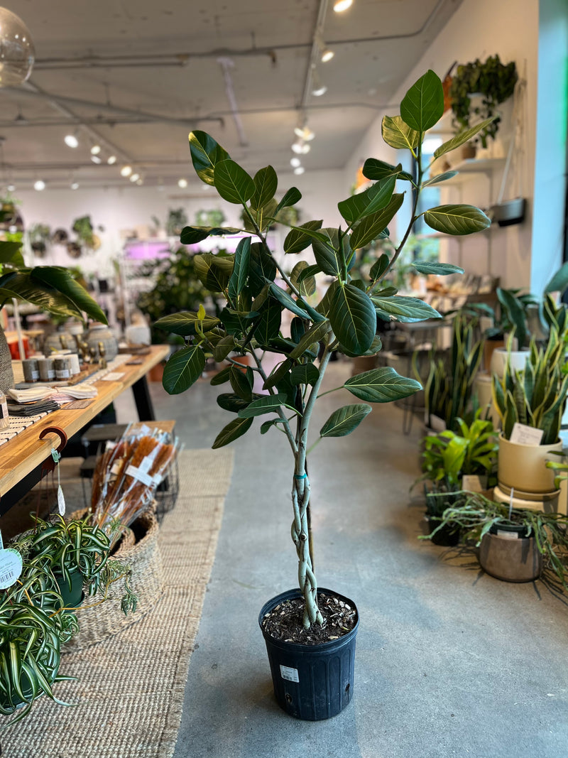 Ficus Audrey