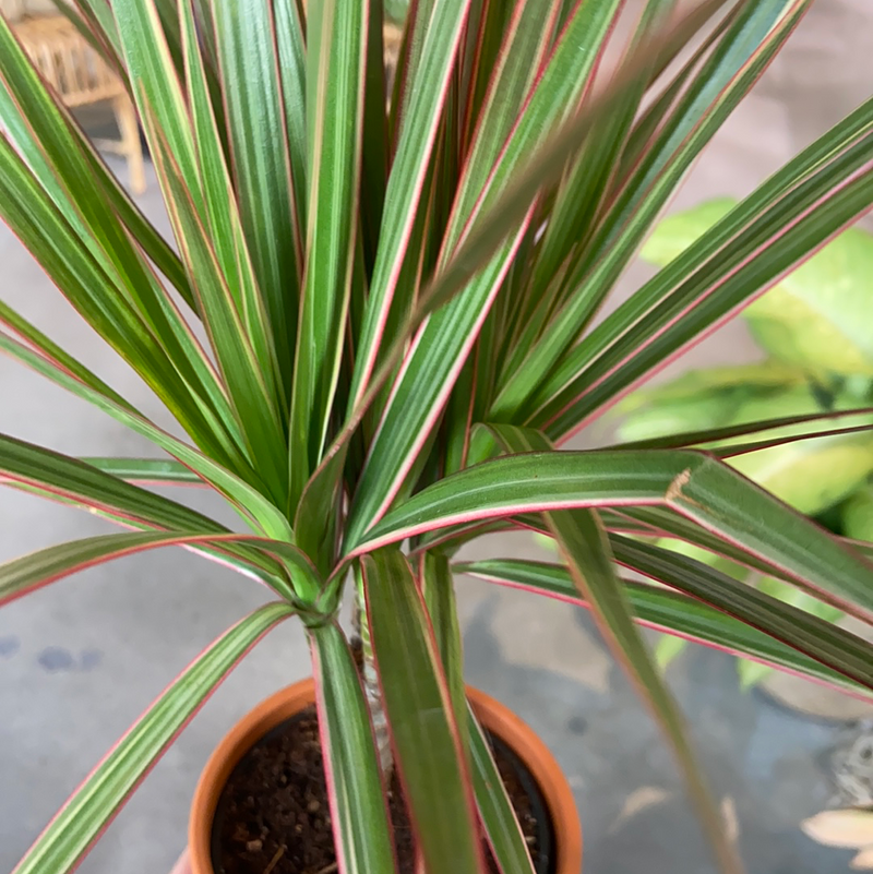 Dracaena Marginata Bicolor