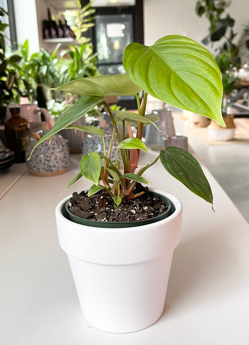 Philodendron sp."Fuzzy Petiole"