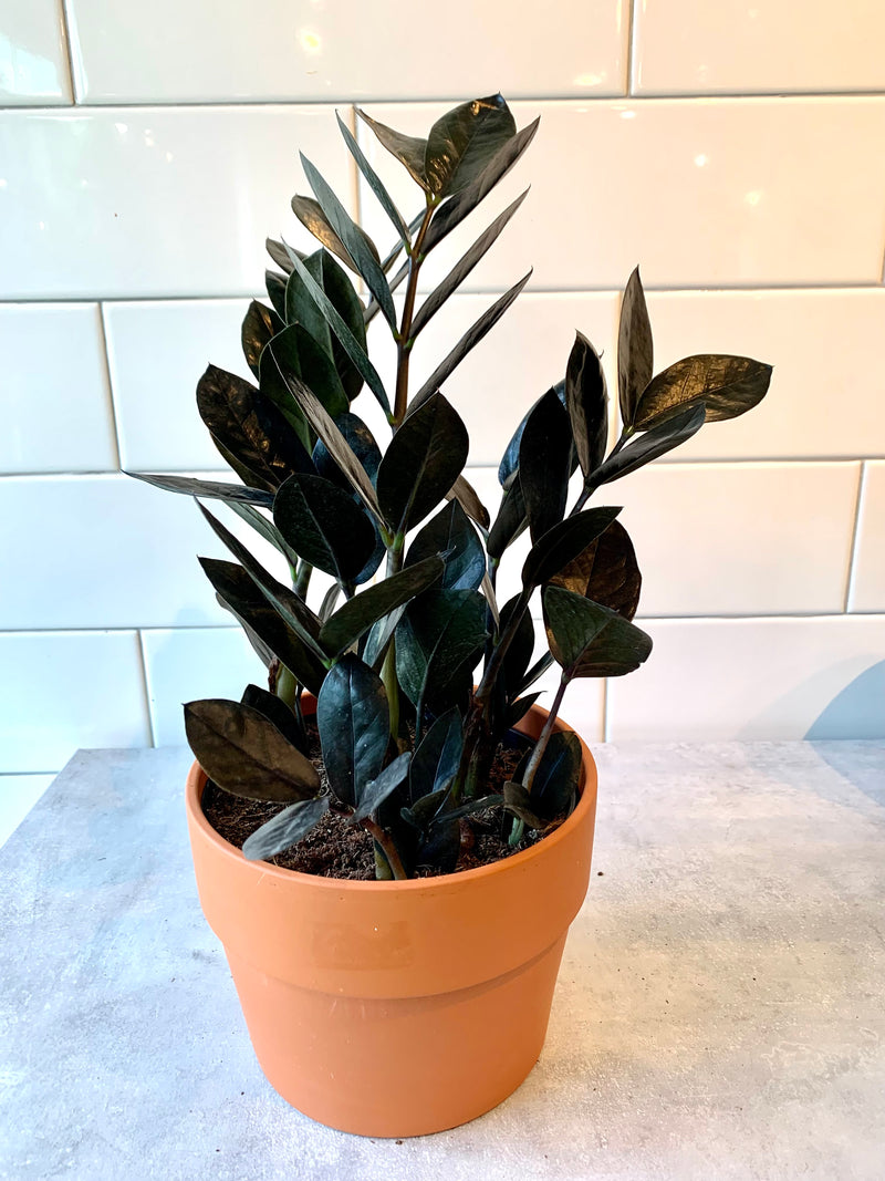 ZZ plant- Zamioculcas zamiifolia  Raven