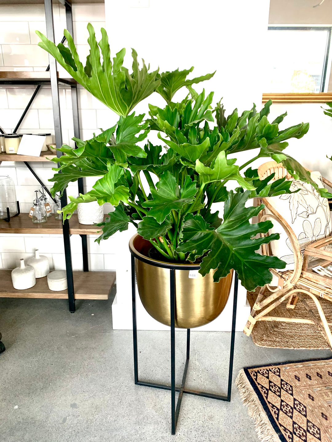 philodendron selloum shangri la Philodendron Selloum |Lickety Split-Shangri La – Forget Me Not- Plants&Decor