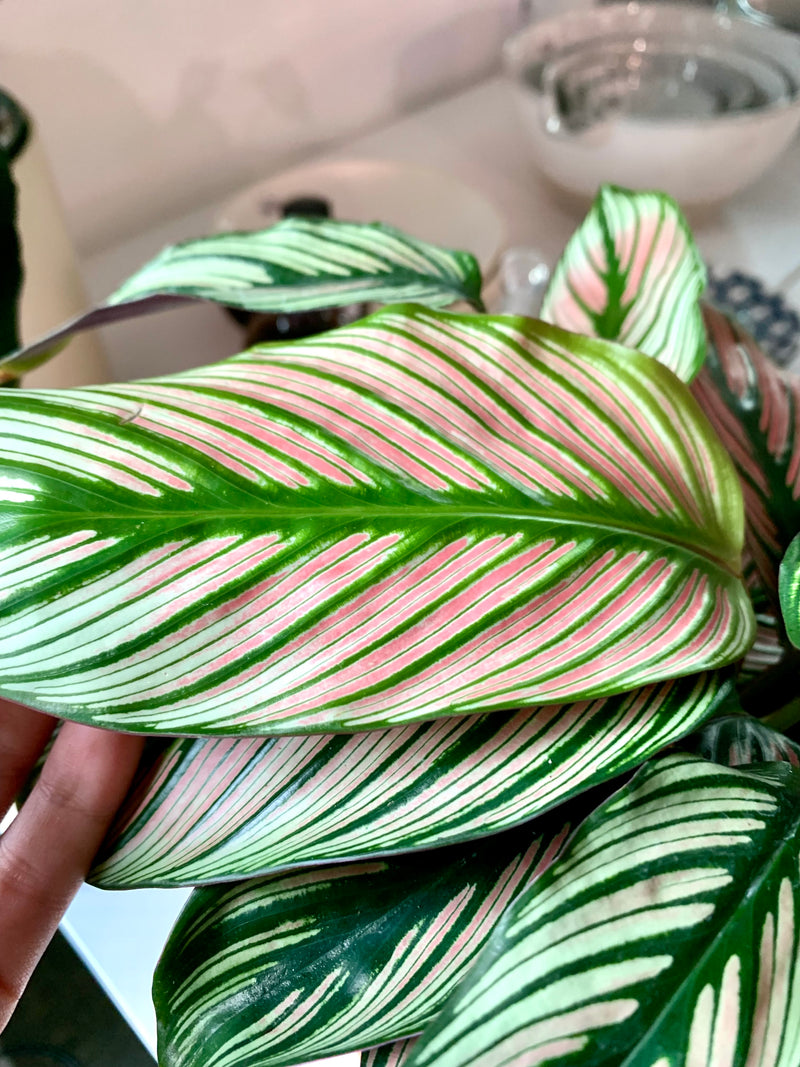 Calathea Majestica White Star