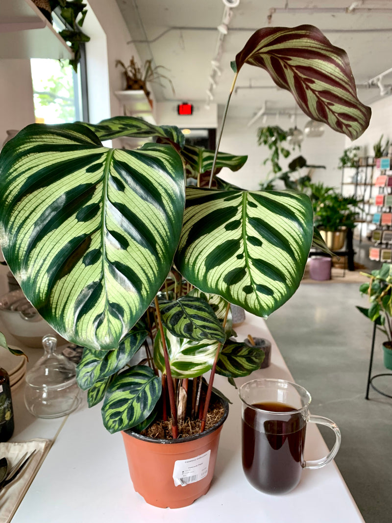 Calathea Makoyana