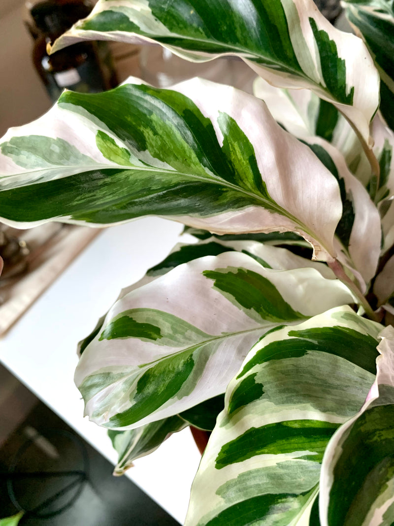 Calathea White Fusion