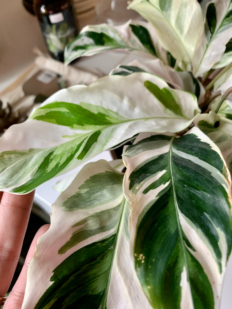 Calathea White Fusion