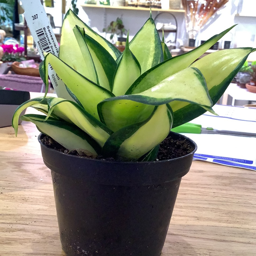sansevieria gold star Sansevieria Hannii 