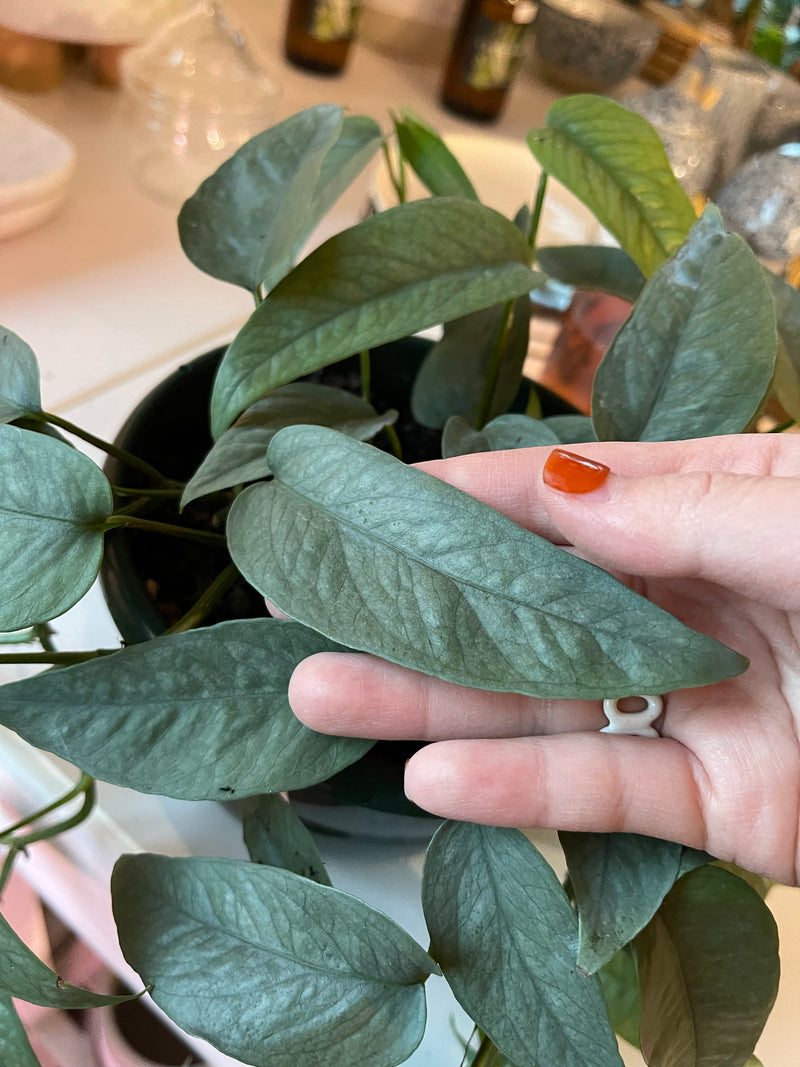 Pothos Cebu Blue - Epipremnum Pinnatum