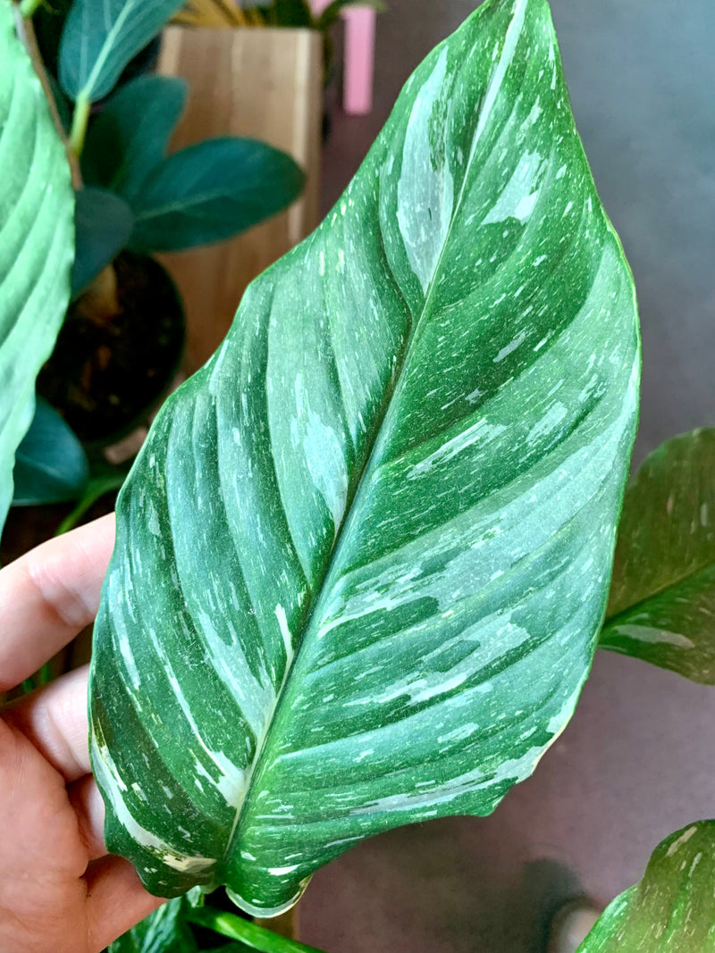 Peace Lily Variegated