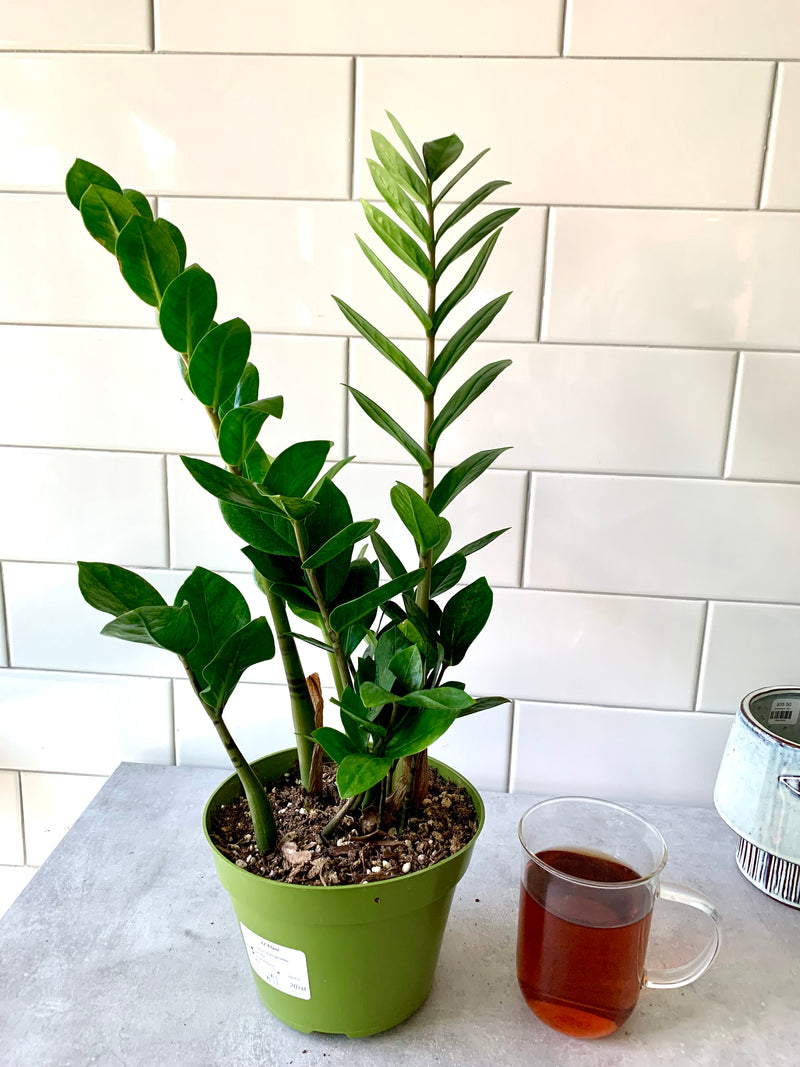 ZZ Plant- Zamioculcas zamiifolia