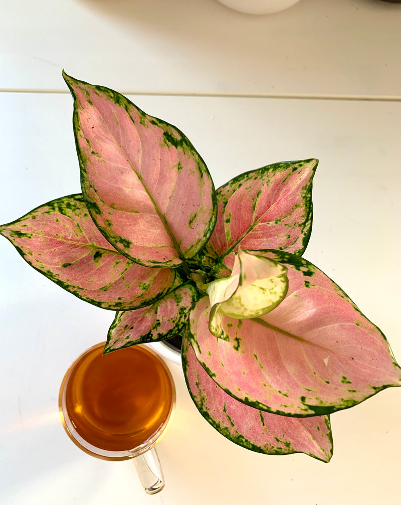 Aglaonema Cherry