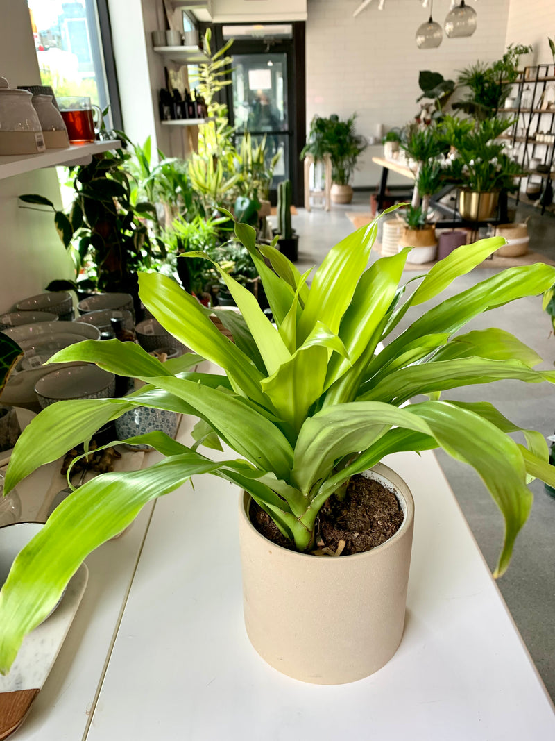 Dracaena Limelight