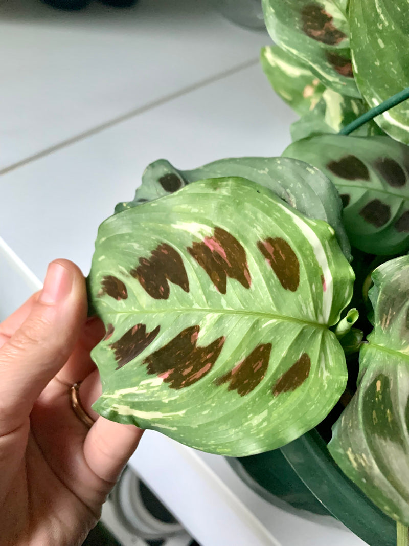 Prayer Plant | Variegated - Collectable