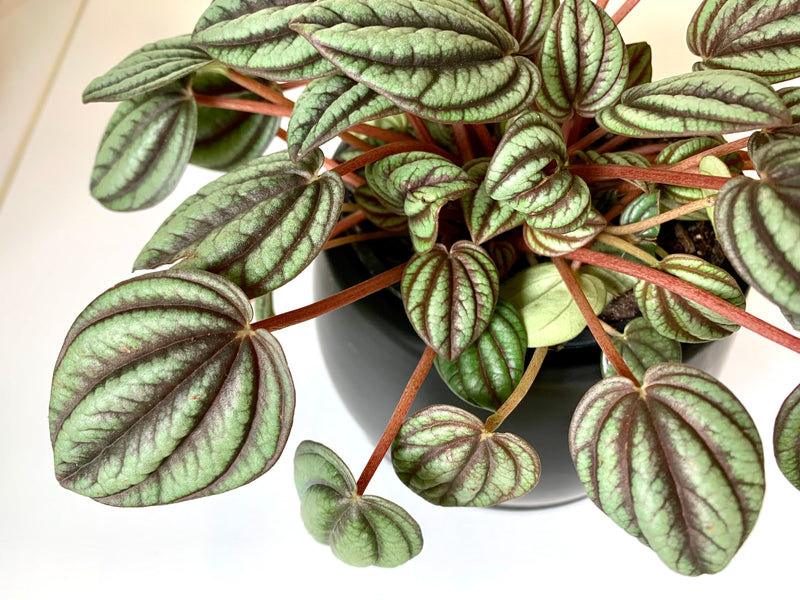 Peperomia Peacock