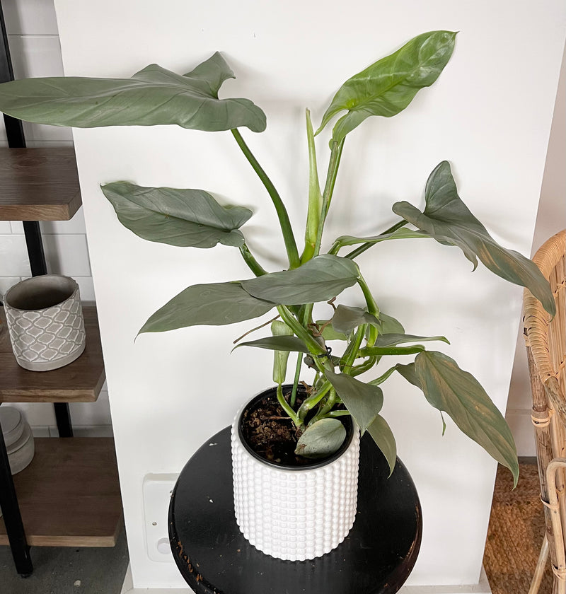 Philodendron Silver Sword